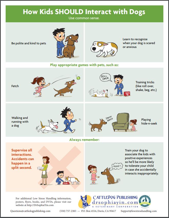 How Kids Should Interact With Dogs